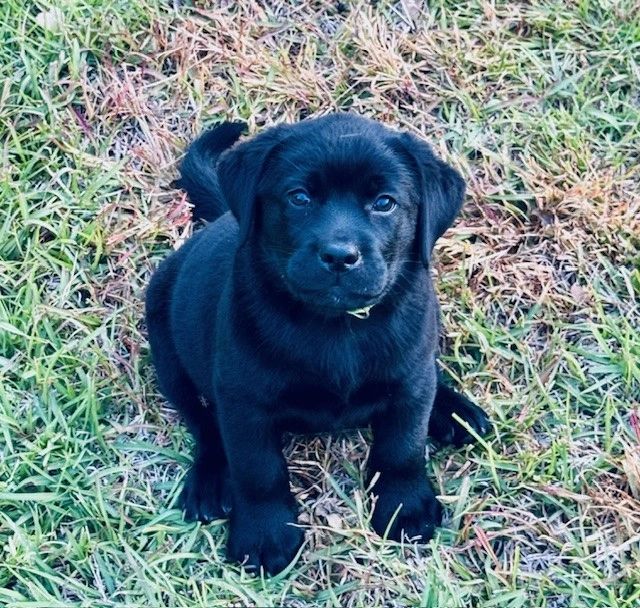 Mason's Inlet Labradors