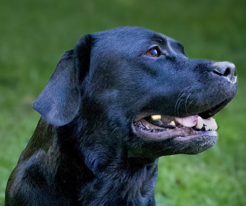 Kaya